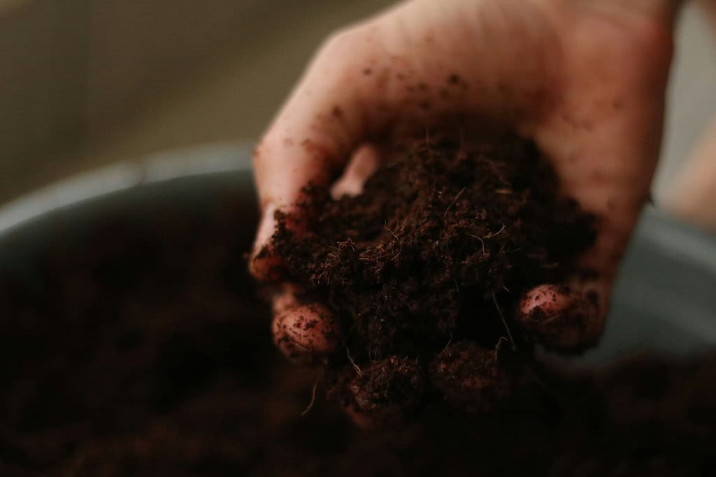 a hand holding rich, dark, moist potting soil.