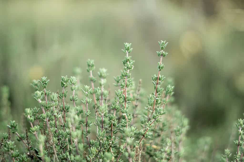 a lush thyme plant growing outdoors in soft natural lighting