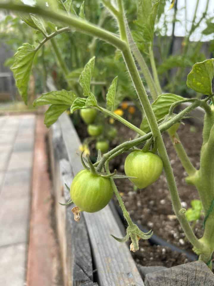 unripe green tomatoes growing on a vine in a raised garden bed