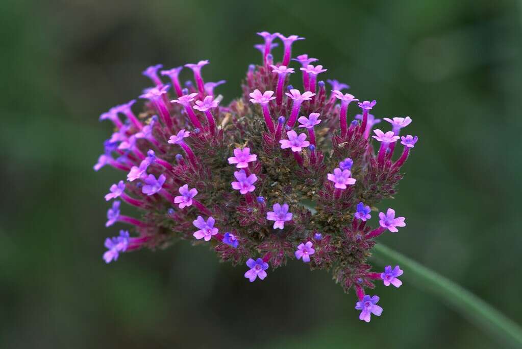 a single cluster of Verbena bonariensis flowers in full bloom
