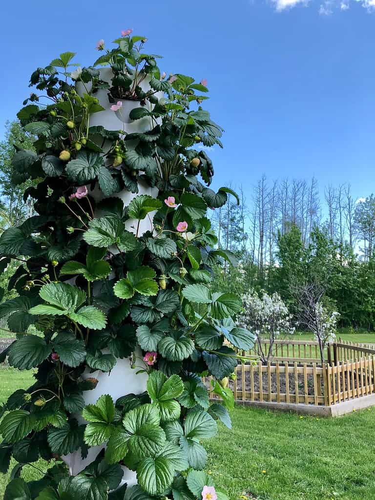 vertical strawberry garden tower in a lush backyard setting