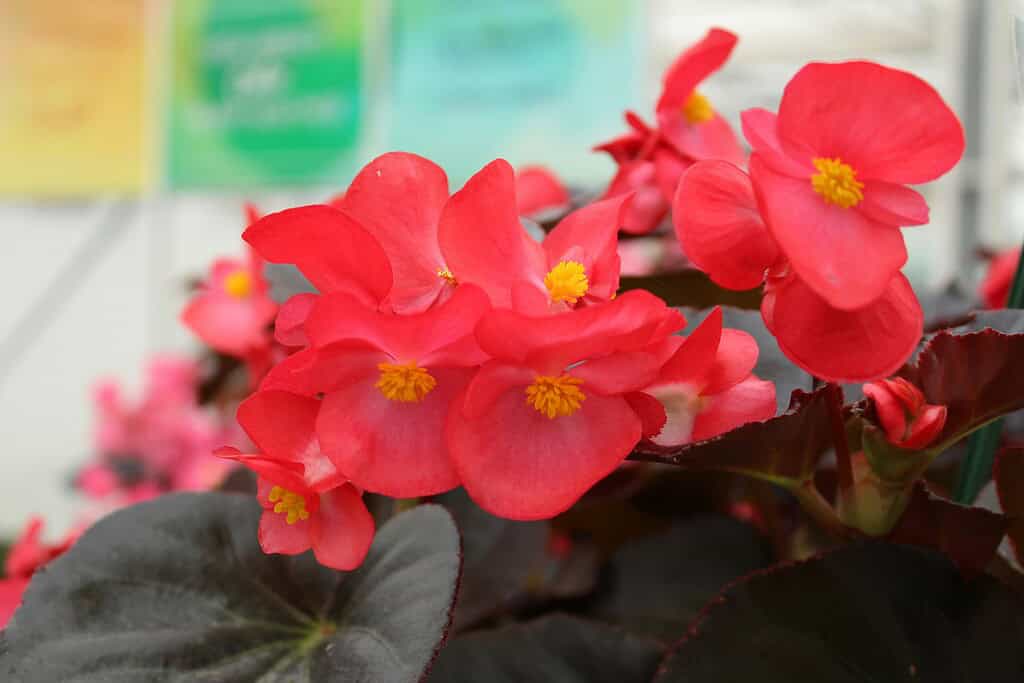 macro photograph of vibrant pink-red wax begonia flowers (Begonia × semperflorens-cultorum) in full bloom