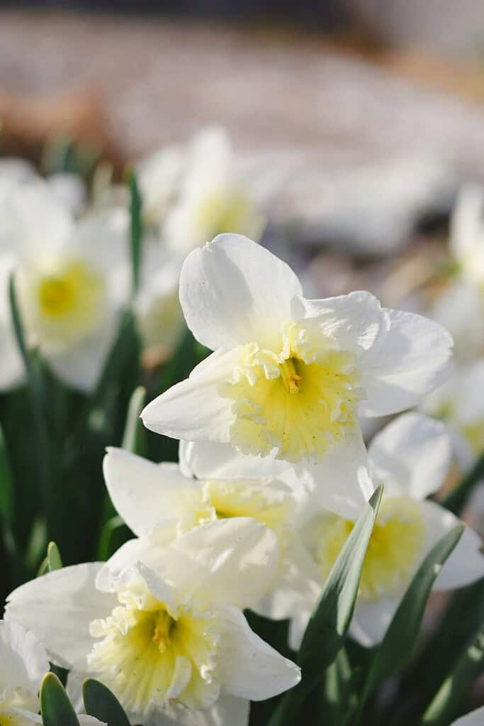 blooming white and yellow daffodils (Narcissus) in a sunlit spring garden