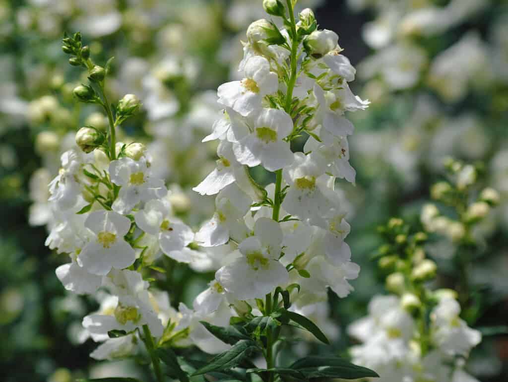 blooming white angelonia flowers (Angelonia angustifolia) in a sunlit garden setting