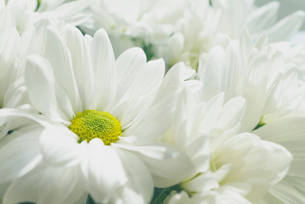 macro photograph of fresh white daisies in full bloom