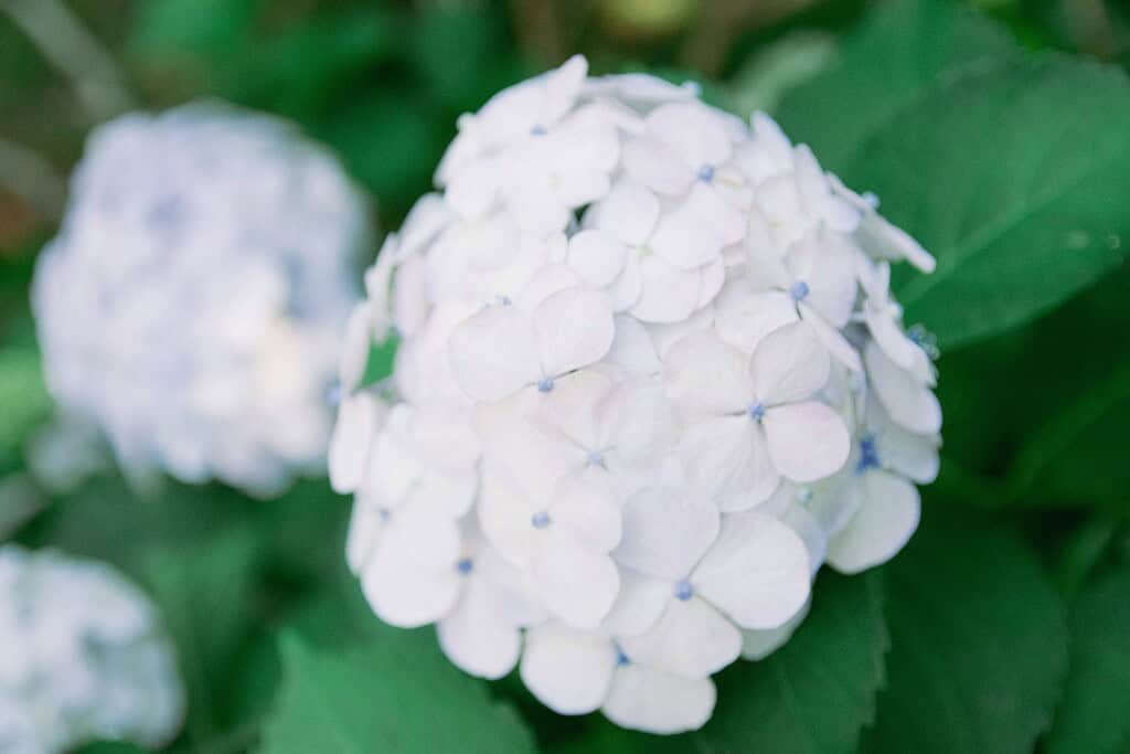a pale blue and white hydrangea blossom in full bloom.