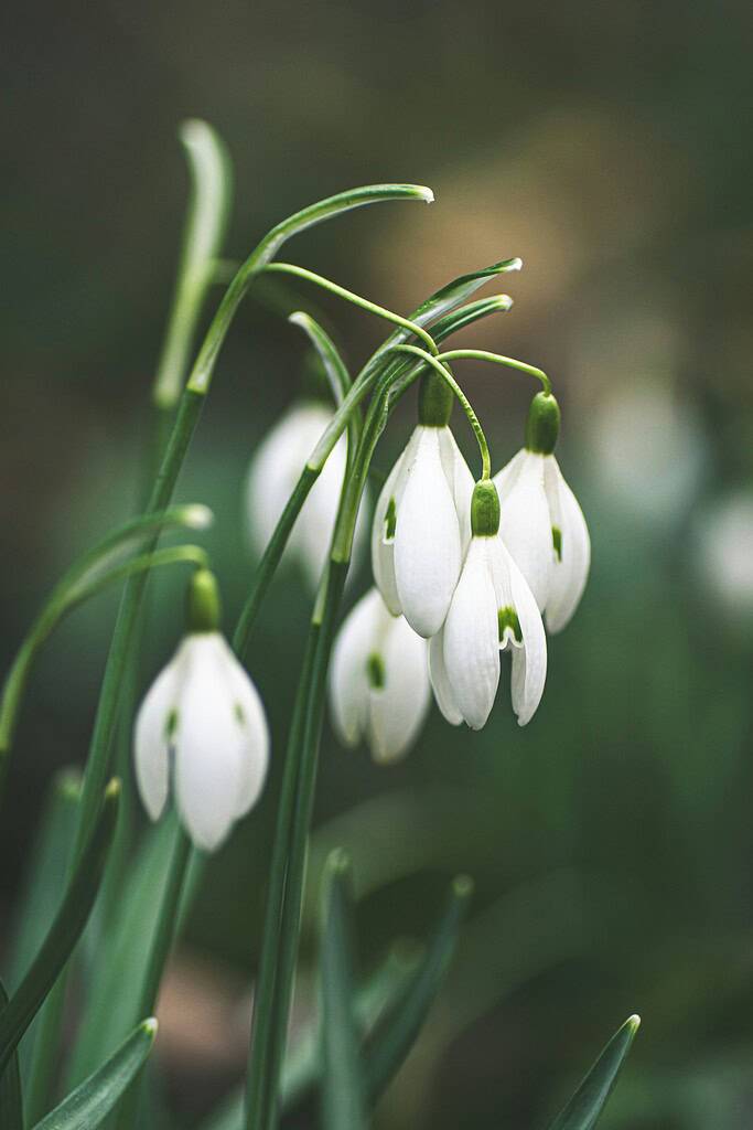 delicate white snowdrop flowers (Galanthus) gently drooping from slender green stems in an early spring woodland setting