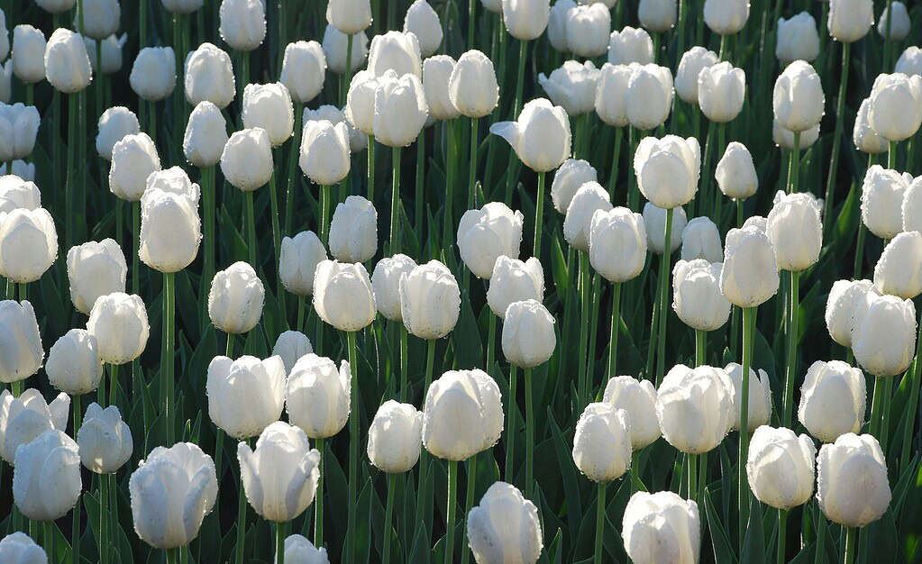 a large field of blooming white tulips, densely packed and standing tall with fresh, upright green stems and long narrow leaves