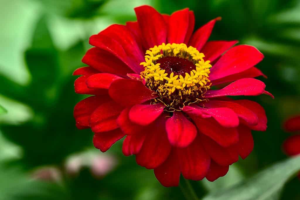 Red zinnia flower in the morning light