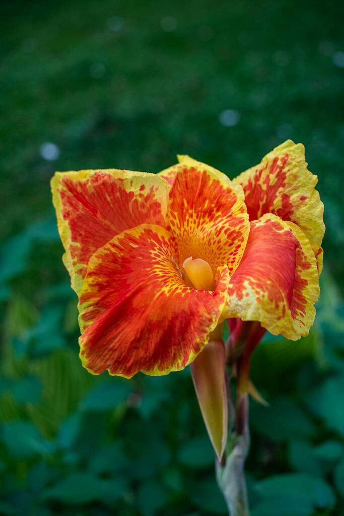 a blooming Canna Lily (Canna indica) in vivid red and yellow tones