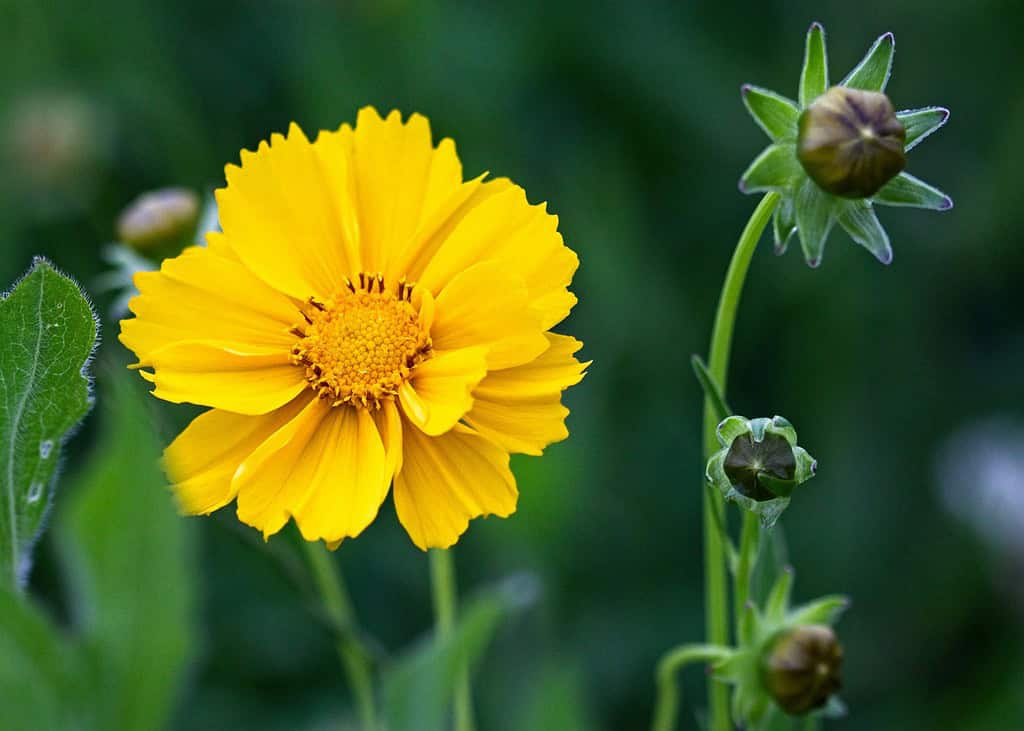 a bright yellow Coreopsis flower (tickseed) in full bloom, with a crisp focus on the central disk florets and delicately notched ray petals