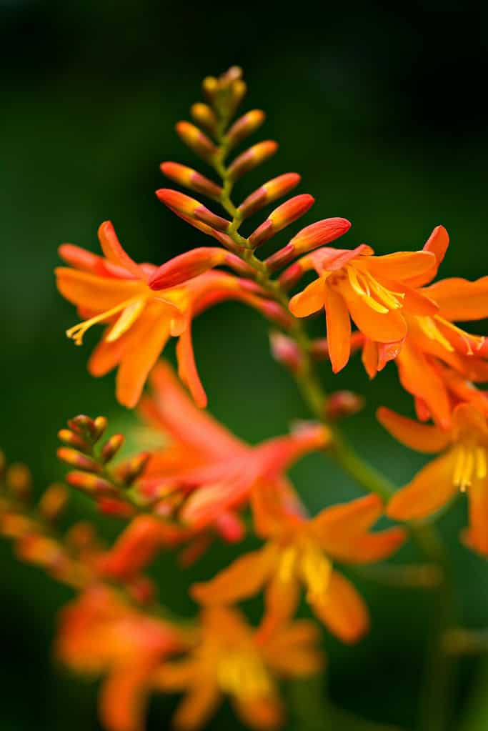 blooming Crocosmia flowers (also known as Montbretia), featuring a vibrant spray of tubular orange blossoms on gracefully arching stems