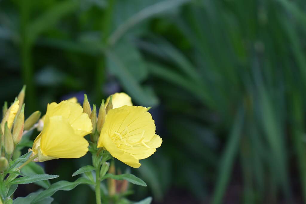 close up image of Evening Primrose