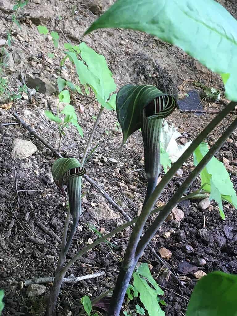 close up image of Jack-in-the-Pulpit (Arisaema triphyllum)