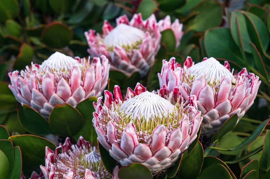 blooming King Protea (Protea cynaroides) flowers in a lush garden setting.