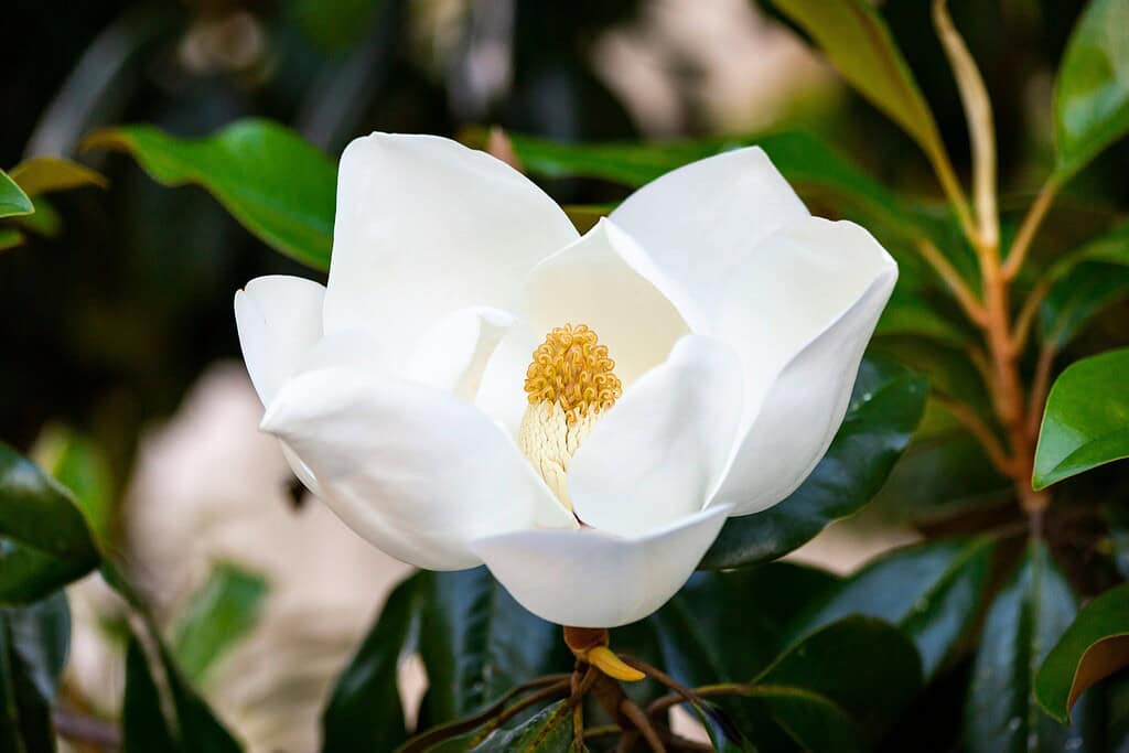 close up photo of a Magnolia flower