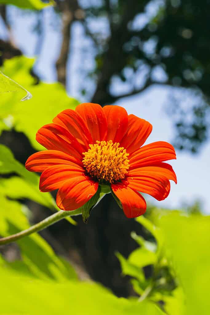 a single vibrant red-orange Mexican sunflower (Tithonia rotundifolia) in full bloom, isolated against a backdrop of sunlit green foliage and a soft blue sky.