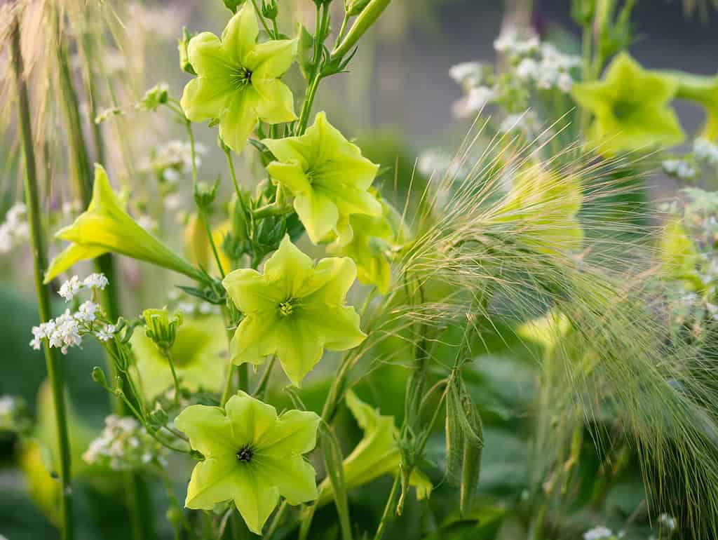 close-up image of Nicotiana alata ‘Lime Green’ (flowering tobacco) in peak bloom. 