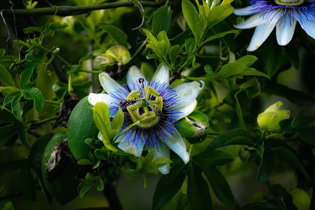 a fully open Passionflower (Passiflora caerulea) in its natural vine setting