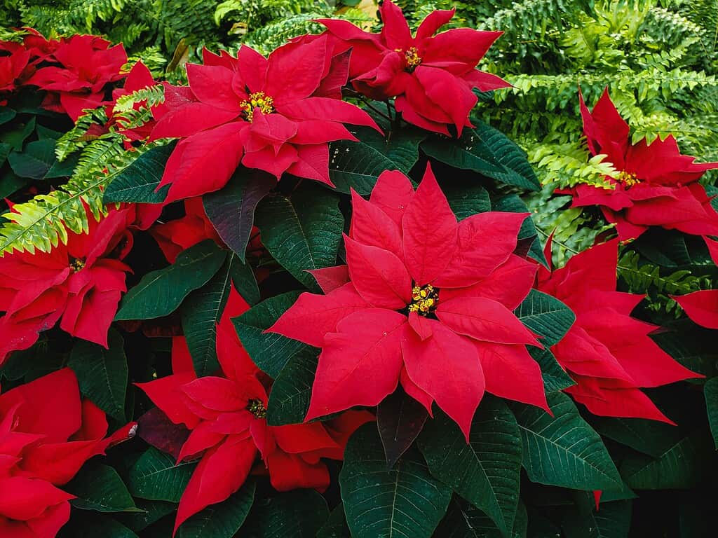 a vibrant cluster of Poinsettia plants (Euphorbia pulcherrima) in full festive bloom.