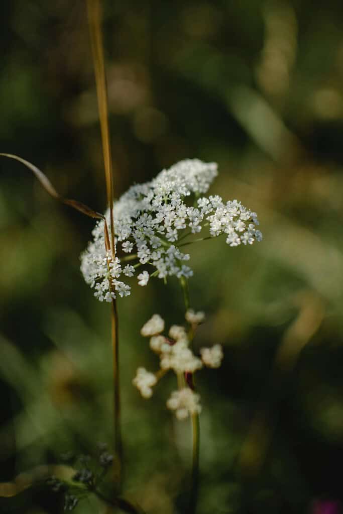 Daucus carota (Queen Anne’s Lace or wild carrot) blooming in a sunlit meadow.