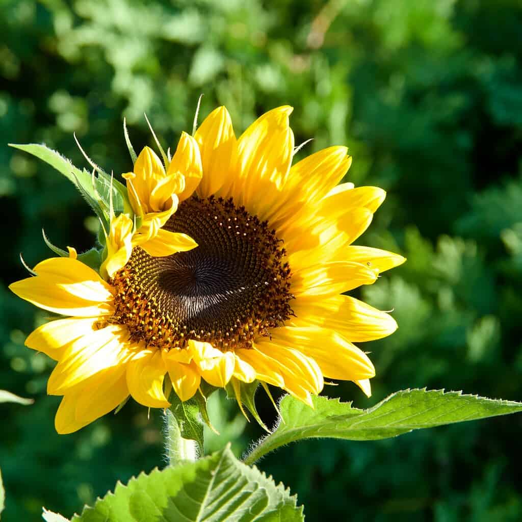 close up image of a sunflower set in a garden 