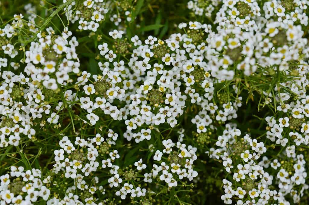 White sweet alyssum flowers

