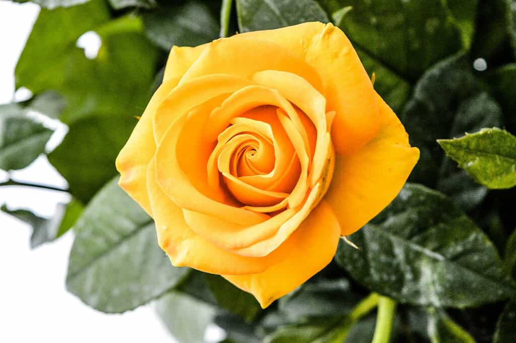 close up image of a yellow rose