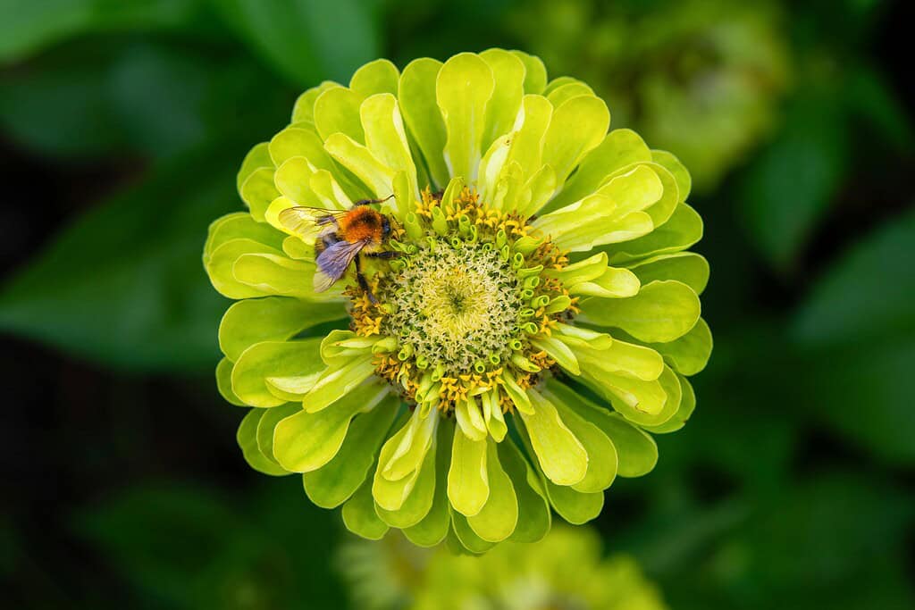 Close-Up of Bumblebee on Vibrant Zinnia Flower
