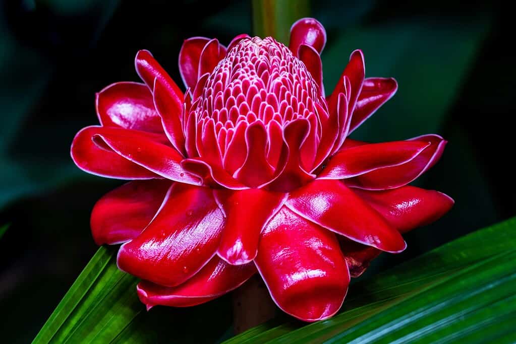 a Torch Ginger flower (Etlingera elatior) in full bloom