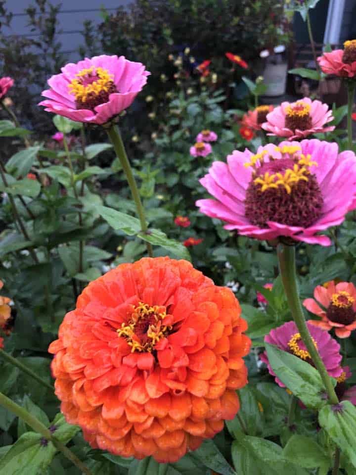 a diverse mix of blooming zinnias.