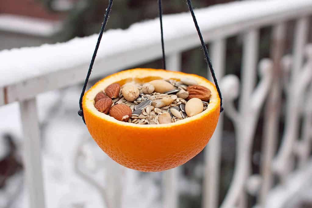 a handmade bird feeder crafted from a halved orange peel, hollowed out and filled with assorted bird seeds and nuts