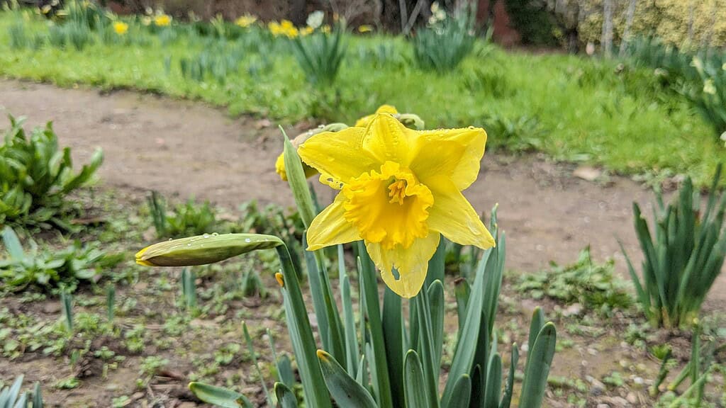 a single yellow daffodil (Narcissus) blooming in a dewy spring garden