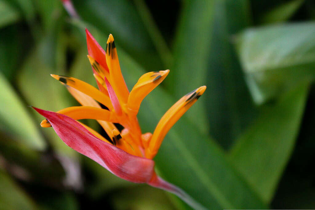a vivid Heliconia psittacorum (commonly known as Parrot’s Beak Heliconia) in full bloom, set against a lush tropical background