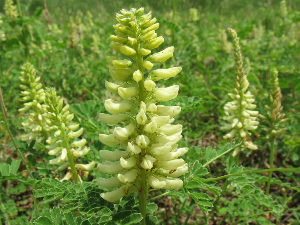 a yellow-flowering Astragalus species (likely Astragalus laxmannii or a similar type), showcasing a tall, upright flower spike (raceme) densely packed with pale yellow, pea-like blossoms.