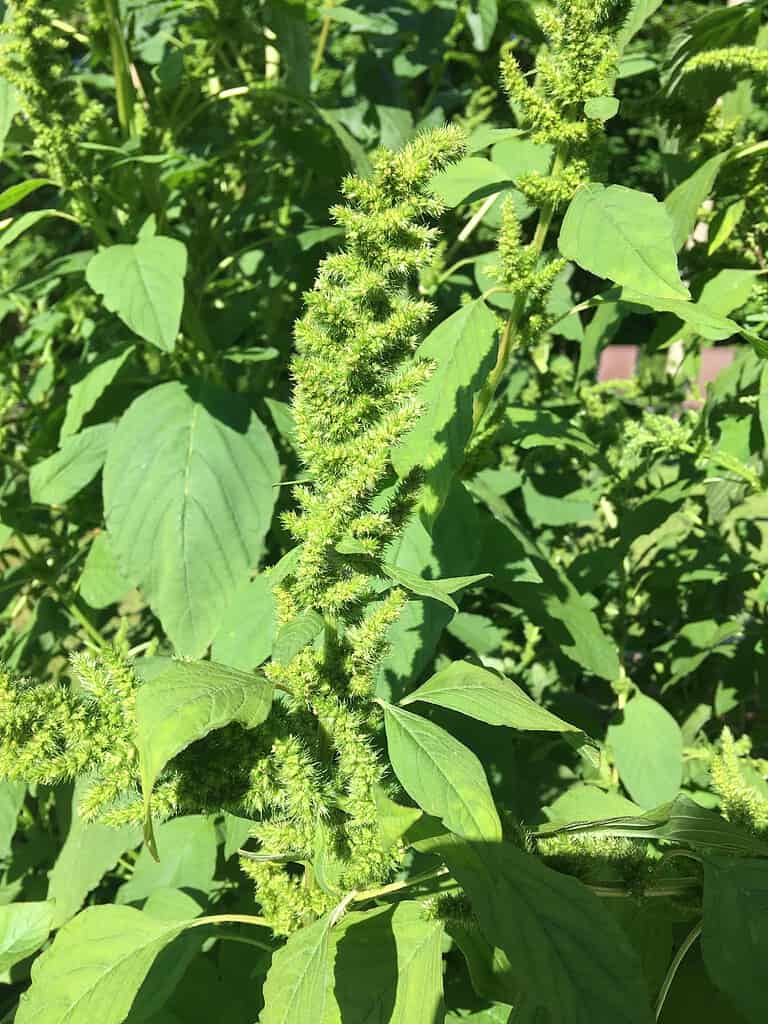a mature Green Amaranth plant (Amaranthus viridis or Amaranthus retroflexus) growing in full sunlight