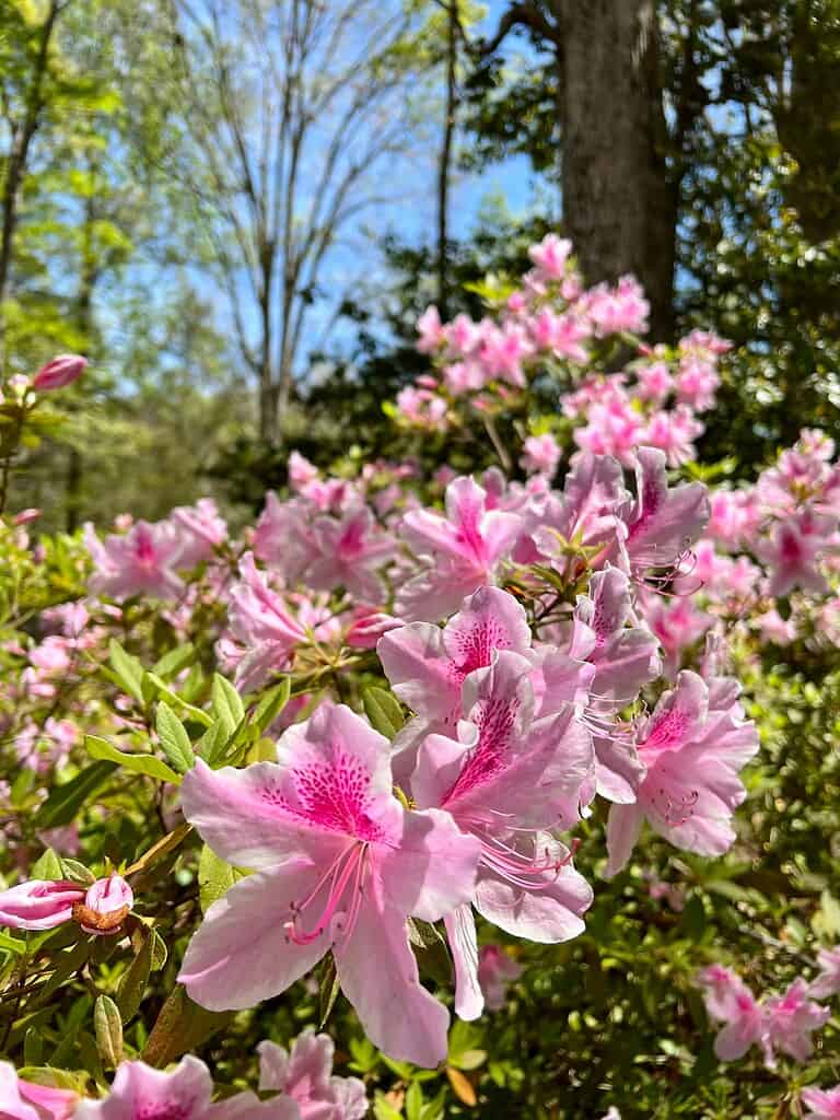 blooming pink azaleas in a lush spring garden
