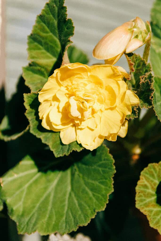 A vibrant yellow begonia flower in full bloom, its soft petals illuminated by sunlight. The striking color and delicate structure make it a captivating subject in the garden.
