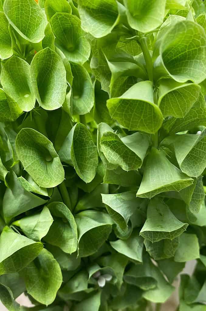 Bells of Ireland (Moluccella laevis) in full bloom