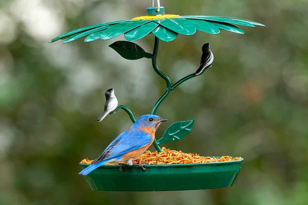 a vibrant Eastern Bluebird perched on the edge of a whimsical green bird feeder designed to look like a flower
