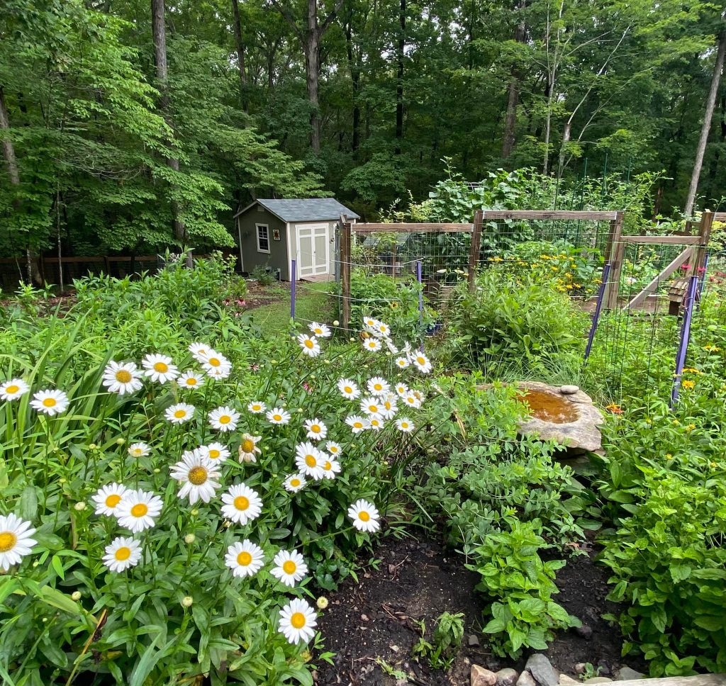 A rustic stone birdbath filled with rainwater sits nestled among the greenery, slightly off-center.