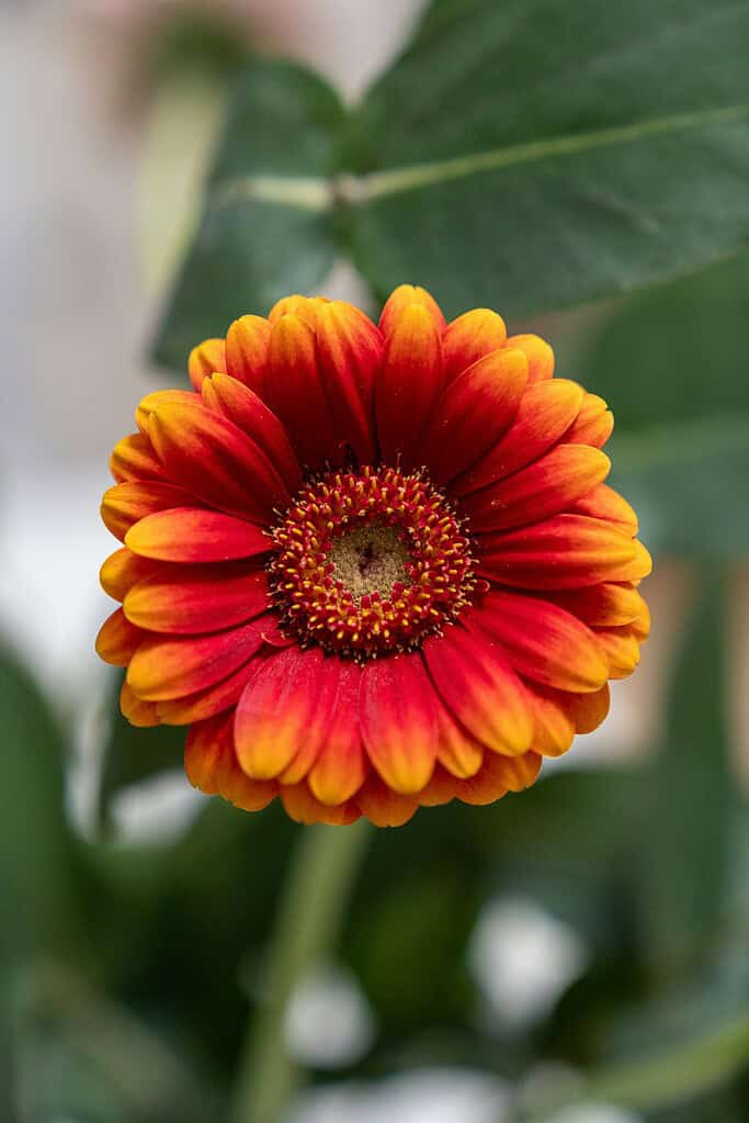 a single red and orange Gerbera daisy in full bloom
