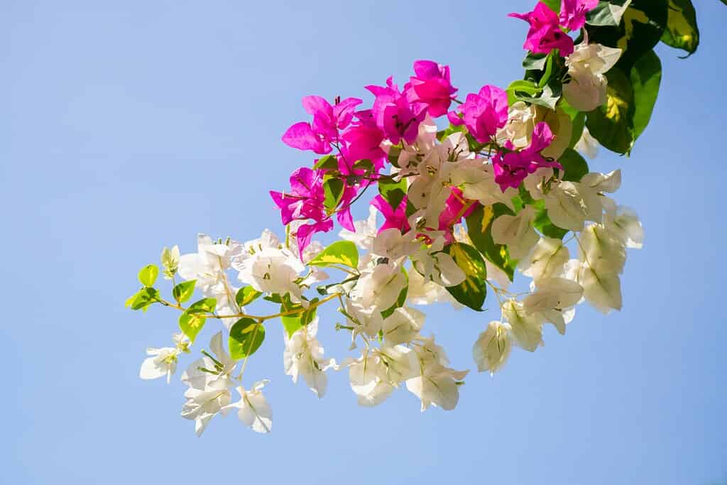blooming bougainvillea vines cascading against a clear blue sky.