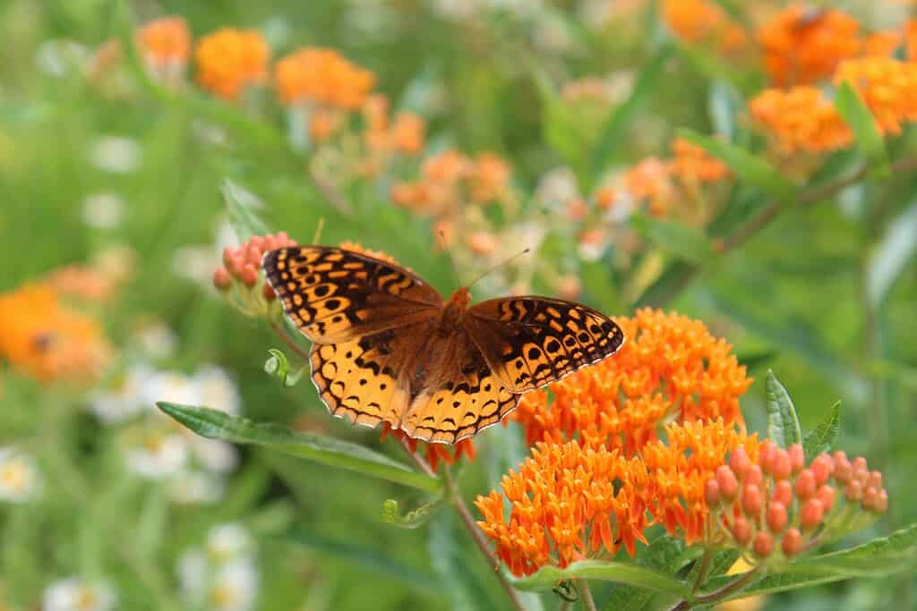 a vibrant butterfly delicately perched on a cluster of blooming Asclepias tuberosa (Butterfly Weed) in a sunny summer meadow.