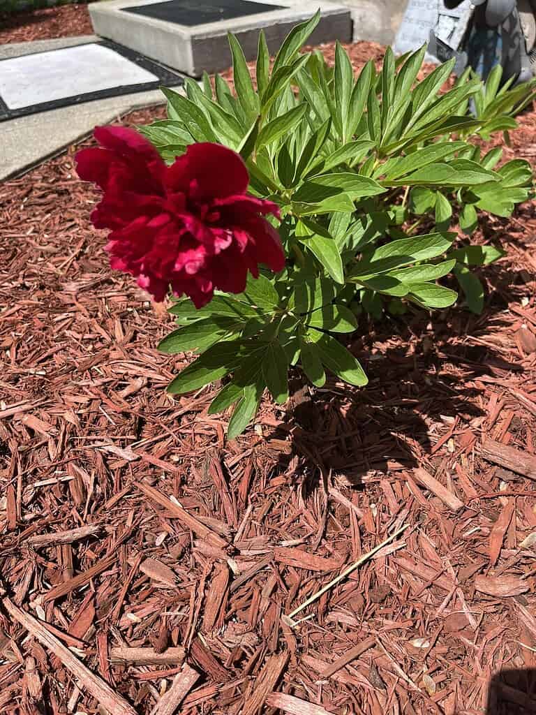a single blooming deep red peony flower growing in a mulched garden bed under direct sunlight