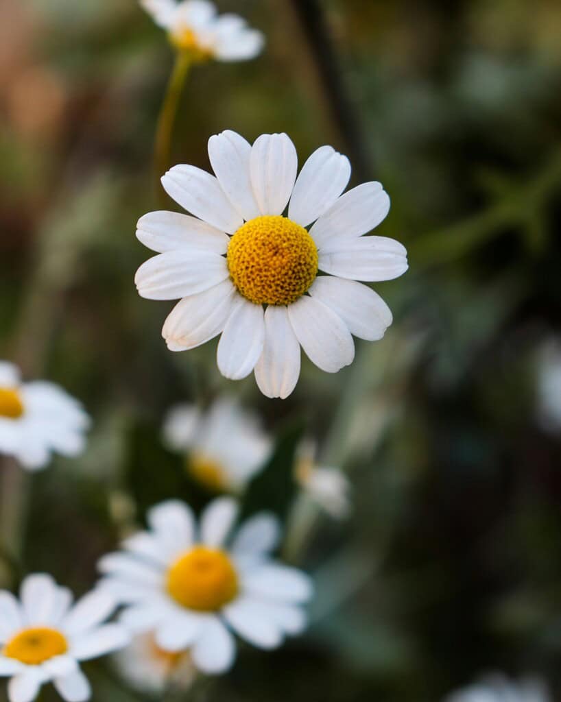 a single white daisy in sharp focus, surrounded by softly blurred background blooms and foliage