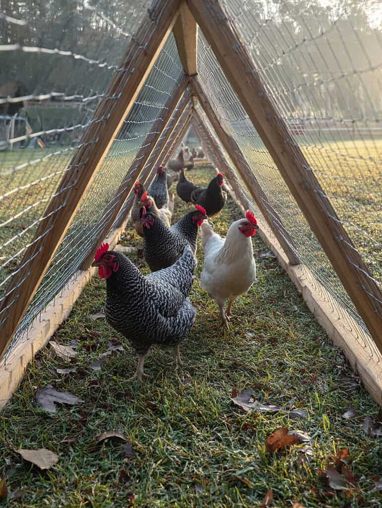 a group of chickens walking through a triangular wooden-framed chicken tunnel covered with chicken wire mesh.