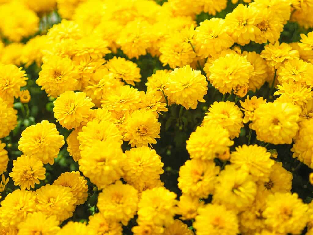 a dense cluster of vibrant yellow chrysanthemums in full bloom