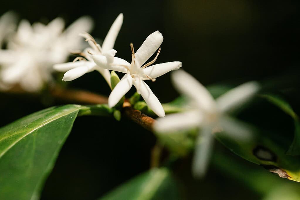 Blooming flowers on Arabian coffee plant in countryside
