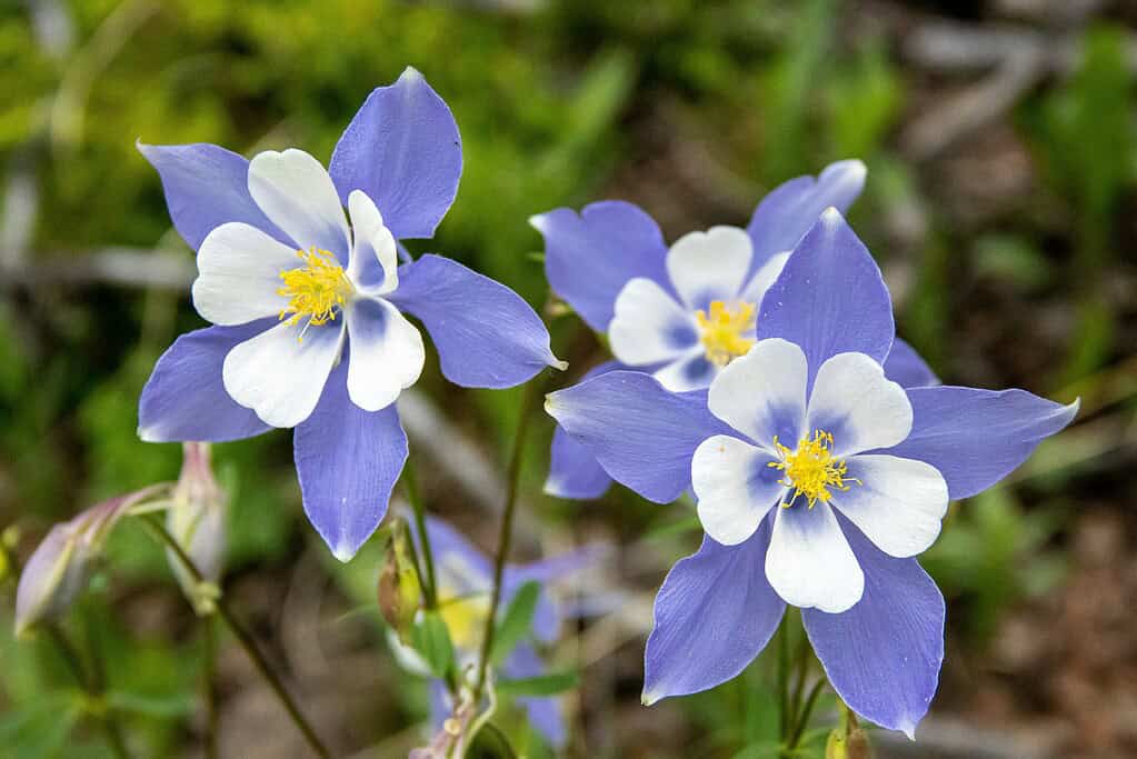 blooming Colorado blue columbine flowers (Aquilegia caerulea) in a natural alpine or woodland setting.